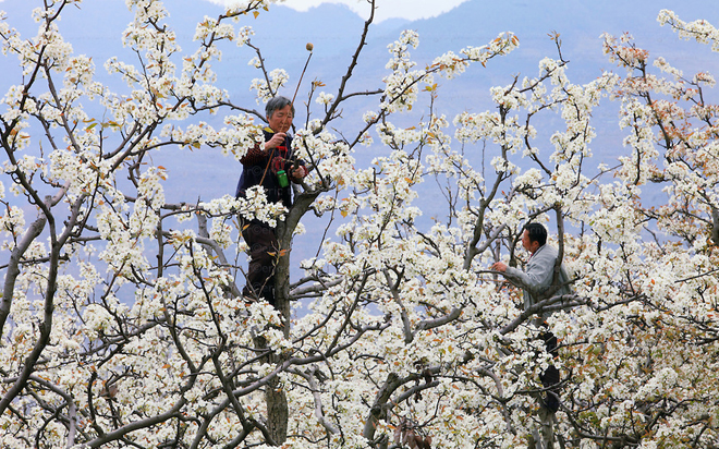 Bizarre job: bloesems bestuiven - Jobat.be